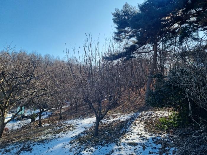 인천 강화군 삼산면 매음리 939-1 임야 사진 2